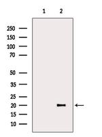 REG3G Antibody in Western Blot (WB)