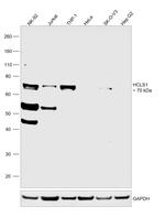 HCLS1 Antibody in Western Blot (WB)