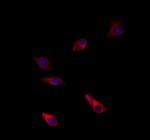 BNP Antibody in Immunocytochemistry (ICC/IF)