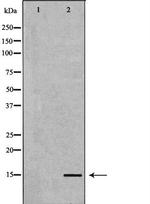 BNP Antibody in Western Blot (WB)