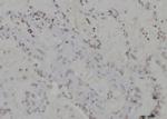 H3K79me3 Antibody in Immunohistochemistry (Paraffin) (IHC (P))