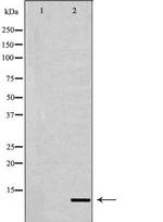 Histone H4 Antibody in Western Blot (WB)