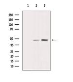 PSMC4 Antibody in Western Blot (WB)