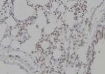 TCOF1 Antibody in Immunohistochemistry (Paraffin) (IHC (P))