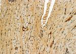 DKK3 Antibody in Immunohistochemistry (Paraffin) (IHC (P))