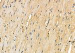 DKK3 Antibody in Immunohistochemistry (Paraffin) (IHC (P))