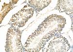 DKK3 Antibody in Immunohistochemistry (Paraffin) (IHC (P))