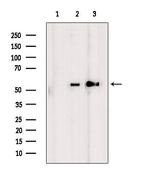 DKK3 Antibody in Western Blot (WB)