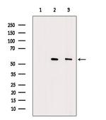 DKK3 Antibody in Western Blot (WB)