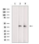 PCBP2 Antibody in Western Blot (WB)