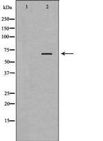 PLK1 Antibody in Western Blot (WB)