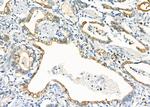 BTC Antibody in Immunohistochemistry (Paraffin) (IHC (P))