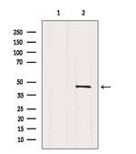 GNA11 Antibody in Western Blot (WB)