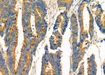 TRAP1 Antibody in Immunohistochemistry (Paraffin) (IHC (P))