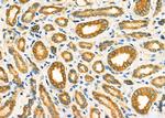 TRAP1 Antibody in Immunohistochemistry (Paraffin) (IHC (P))