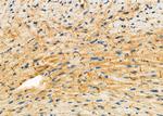 TRAP1 Antibody in Immunohistochemistry (Paraffin) (IHC (P))