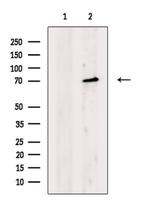 CDH23 Antibody in Western Blot (WB)