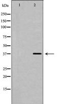 Follistatin Antibody in Western Blot (WB)