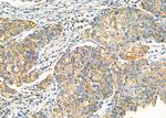 GLRA1 Antibody in Immunohistochemistry (Paraffin) (IHC (P))