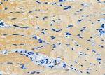 Orexin Receptor 2 Antibody in Immunohistochemistry (Paraffin) (IHC (P))