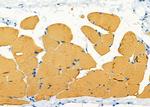 Orexin Receptor 2 Antibody in Immunohistochemistry (Paraffin) (IHC (P))