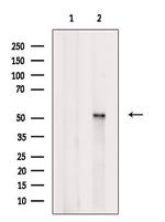 Orexin Receptor 2 Antibody in Western Blot (WB)