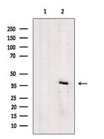 P2Y4 Antibody in Western Blot (WB)