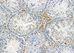 PIWIL2 Antibody in Immunohistochemistry (Paraffin) (IHC (P))