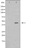 Nkx2.1 Antibody in Western Blot (WB)