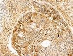 SLC22A8 Antibody in Immunohistochemistry (Paraffin) (IHC (P))