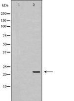 NTF4 Antibody in Western Blot (WB)