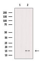 H3K14me1 Antibody in Western Blot (WB)