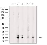 H3K14me2 Antibody in Western Blot (WB)