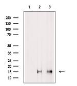 H3K14me2 Antibody in Western Blot (WB)