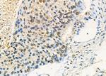 NONO Antibody in Immunohistochemistry (Paraffin) (IHC (P))