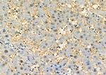 NONO Antibody in Immunohistochemistry (Paraffin) (IHC (P))