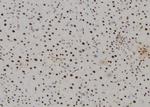 AHCY Antibody in Immunohistochemistry (Paraffin) (IHC (P))