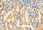 AHCY Antibody in Immunohistochemistry (Paraffin) (IHC (P))