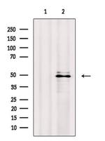 AHCY Antibody in Western Blot (WB)