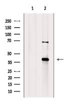 DAO Antibody in Western Blot (WB)