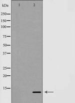 GLRX Antibody in Western Blot (WB)