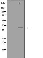 NDRG2 Antibody in Western Blot (WB)