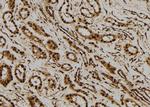 p23 Antibody in Immunohistochemistry (Paraffin) (IHC (P))