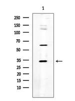 SGCE Antibody in Western Blot (WB)