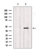 LTBR Antibody in Western Blot (WB)