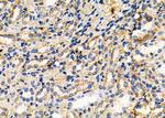 Properdin Antibody in Immunohistochemistry (Paraffin) (IHC (P))