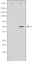 Properdin Antibody in Western Blot (WB)