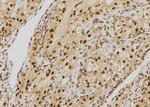 HEC1 Antibody in Immunohistochemistry (Paraffin) (IHC (P))