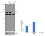 HEC1 Antibody in Western Blot (WB)