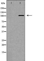 MERTK Antibody in Western Blot (WB)